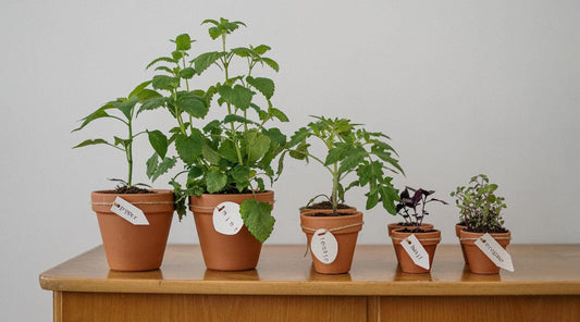 Six benefits of growing an indoor garden