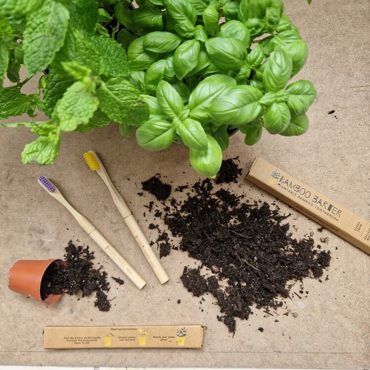 Two bamboo toothbrushes next to soil, a mint plant and a basil plant.
