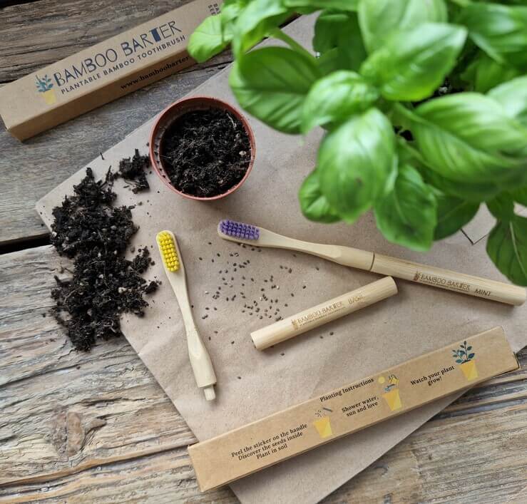 Two bamboo toothbrushes with yellow and purple bristles next to seeds and a plant pot.