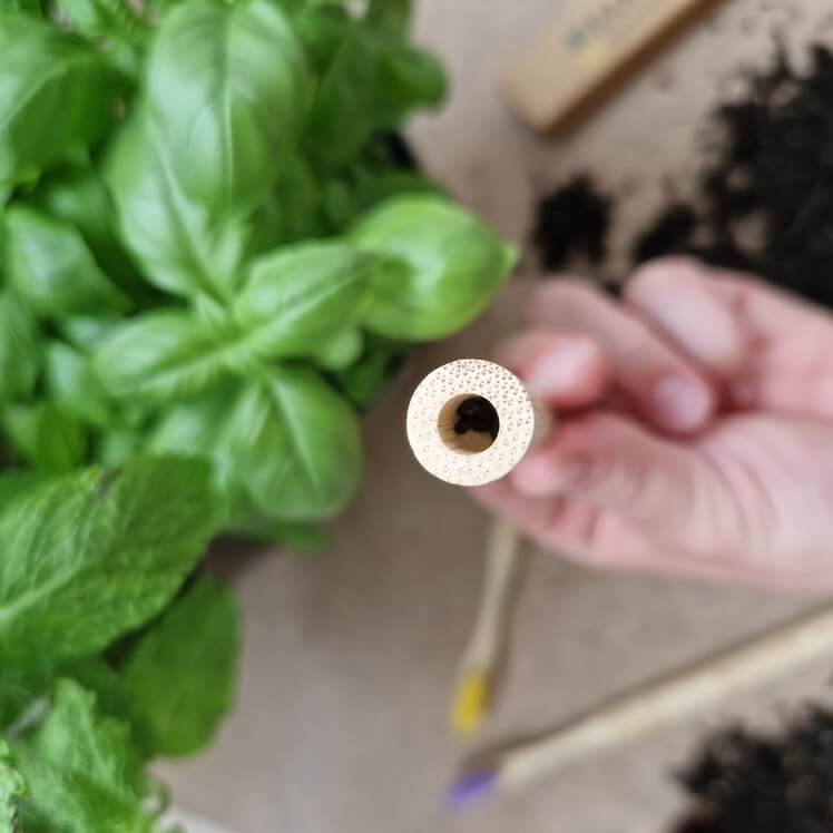 The seed compartment inside a Bamboo Barter bamboo toothbrush next to a plant.