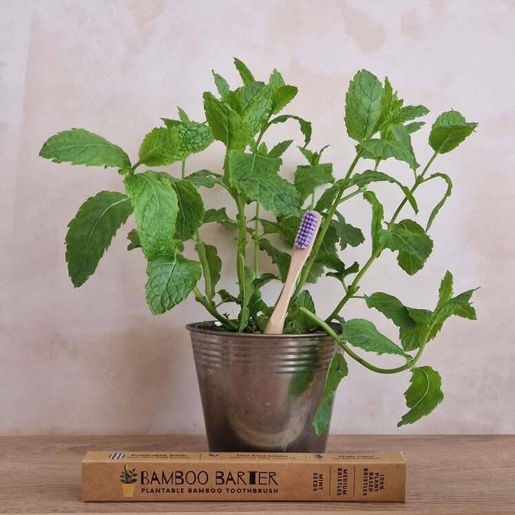 A purple bristle bamboo toothbrush in a metal mint plant pot.