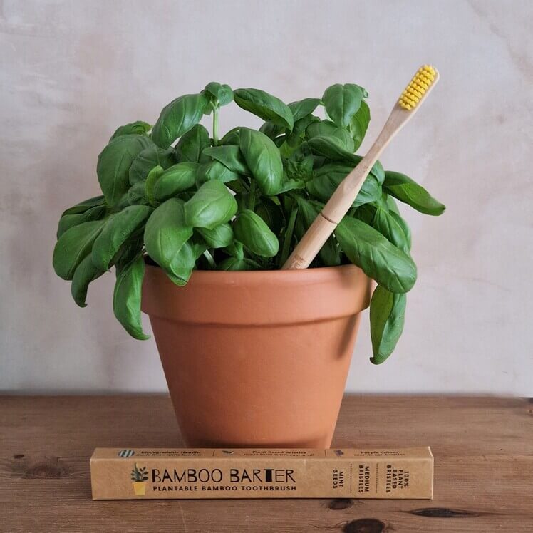 A yellow bristle bamboo toothbrush in a ceramic basil plant pot.